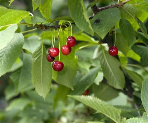 cherry_wild|Wild Cherry: Identification and Edibility UK